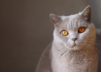 Gentle Control: The Ultimate No-Pull Cat Harness for Stress-Free Walks