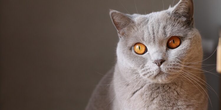 Gentle Control: The Ultimate No-Pull Cat Harness for Stress-Free Walks