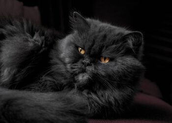 Purrfect Companions: The Top Cat Breeds for Family Love and Affection