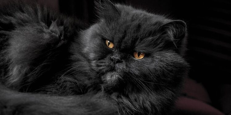 Purrfect Companions: The Top Cat Breeds for Family Love and Affection