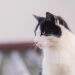 The Purr-fect Guide: Essential Cat Training Tips for Beginners