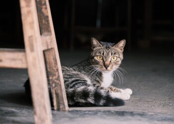Feline Fascinations: Decoding the Mysterious World of Cat Behavior