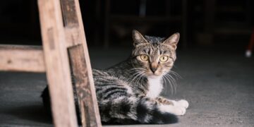 Feline Fascinations: Decoding the Mysterious World of Cat Behavior