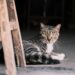 Feline Fascinations: Decoding the Mysterious World of Cat Behavior