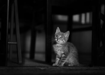 Stop the Pulling: The Ultimate Guide to Harness Training for Cats