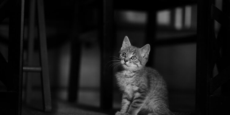 Stop the Pulling: The Ultimate Guide to Harness Training for Cats