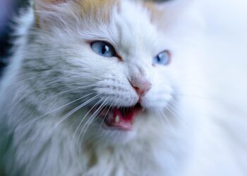 Freedom Feline: The Ultimate Hands-Free Cat Leash for Adventure-Loving Cats