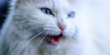 Freedom Feline: The Ultimate Hands-Free Cat Leash for Adventure-Loving Cats