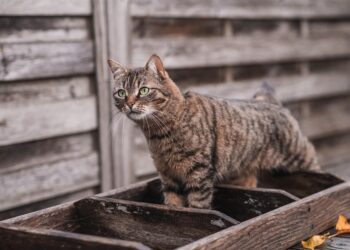The Ultimate Guide to Cat Breeds: Uncovering the Purrfect Match for You