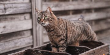 The Ultimate Guide to Cat Breeds: Uncovering the Purrfect Match for You