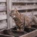 The Ultimate Guide to Cat Breeds: Uncovering the Purrfect Match for You