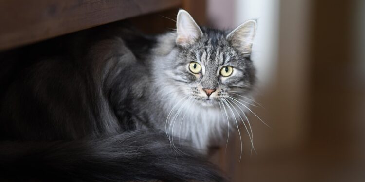 Preventing Cat Catastrophes: Tips for Keeping Your Cat’s Water Bowl Spill-Free