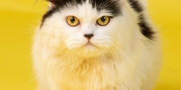 Purr-fect Companions: Top Cat Breeds for Families with Kids