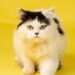 Purr-fect Companions: Top Cat Breeds for Families with Kids
