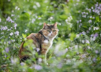 The Surprising Transformation: How Vaccination Can Impact Your Cat’s Behavior