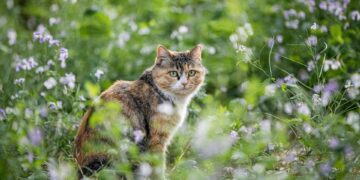 The Surprising Transformation: How Vaccination Can Impact Your Cat’s Behavior