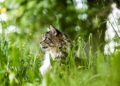 The Transformation: How Vaccination Can Impact Your Cat’s Behavior