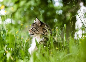 The Transformation: How Vaccination Can Impact Your Cat’s Behavior