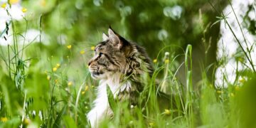 The Transformation: How Vaccination Can Impact Your Cat’s Behavior