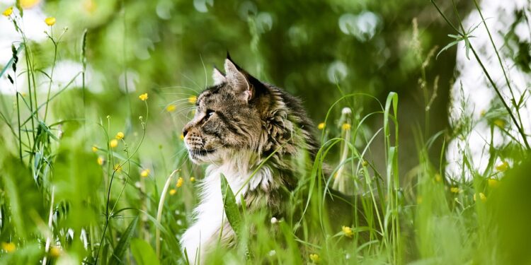 The Transformation: How Vaccination Can Impact Your Cat’s Behavior