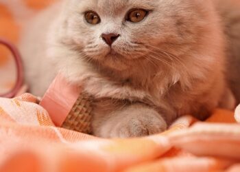 Purr-fect Companions: The Top Cat Breeds for Affectionate Pets