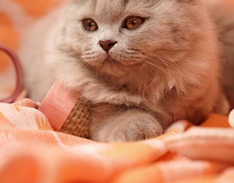 Purr-fect Companions: The Top Cat Breeds for Affectionate Pets