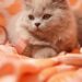 Purr-fect Companions: The Top Cat Breeds for Affectionate Pets