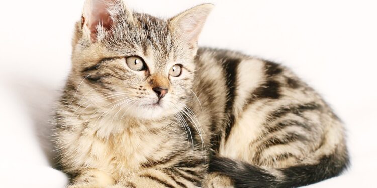 Stop the Bleed: Essential Tips for Cat Ear Care