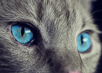 Purr-fectly Healthy: The Ultimate Guide to Cat Health Food
