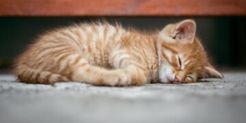 Unleashing the Adventure: The Ultimate Guide to Leash Training Your Cat