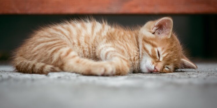 Unleashing the Adventure: The Ultimate Guide to Leash Training Your Cat