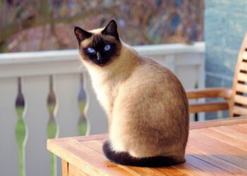 Graceful and Gorgeous: Exploring Medium-Sized Short-Haired Cat Breeds
