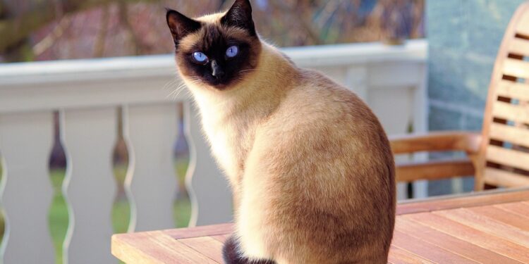 Graceful and Gorgeous: Exploring Medium-Sized Short-Haired Cat Breeds
