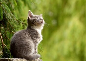 Purr-fectly Prepared: Essential Tips for New Cat Owners