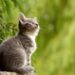 Purr-fectly Prepared: Essential Tips for New Cat Owners