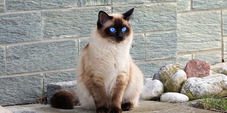 Purrfect Companions: The Top Cat Breeds for Kids