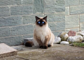 Perfectly Petite: The Charm of Medium-Sized Short-Haired Cat Breeds