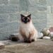 Perfectly Petite: The Charm of Medium-Sized Short-Haired Cat Breeds