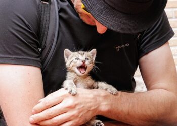 Silent and Allergy-Friendly: The Best Small Hypoallergenic Cats for Quiet Homes