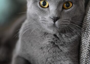 Feline Feast: Vet-Approved Homemade Cat Treat Recipes for Happy and Healthy Kitties