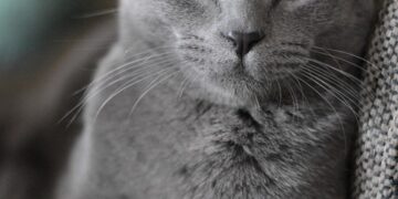 Feline Feast: Vet-Approved Homemade Cat Treat Recipes for Happy and Healthy Kitties