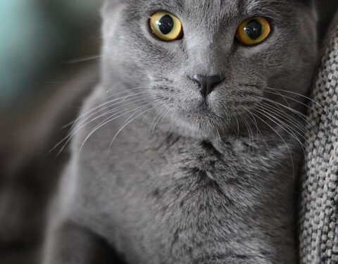 Feline Feast: Vet-Approved Homemade Cat Treat Recipes for Happy and Healthy Kitties