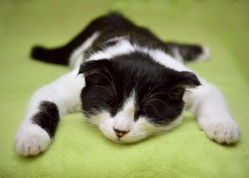 The Curious Cat: Understanding Feline Behavior and Body Language