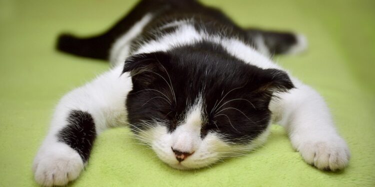 The Curious Cat: Understanding Feline Behavior and Body Language