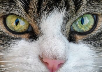 Feline Wellness: Essential Tips for Keeping Your Cat Healthy and Happy
