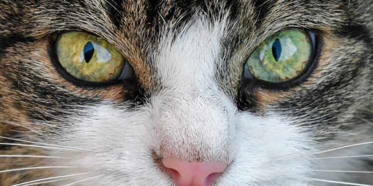 Feline Wellness: Essential Tips for Keeping Your Cat Healthy and Happy