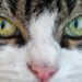 Feline Wellness: Essential Tips for Keeping Your Cat Healthy and Happy