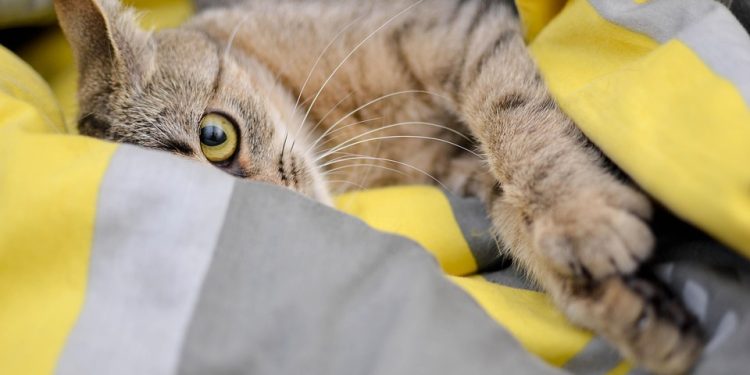 Cracking the Nut: Can Cats Safely Snack on Almonds?