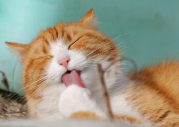 Feline Wellness: Proven Strategies for a Healthy and Happy Cat