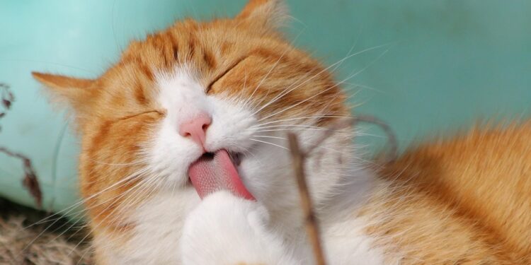 Feline Wellness: Proven Strategies for a Healthy and Happy Cat